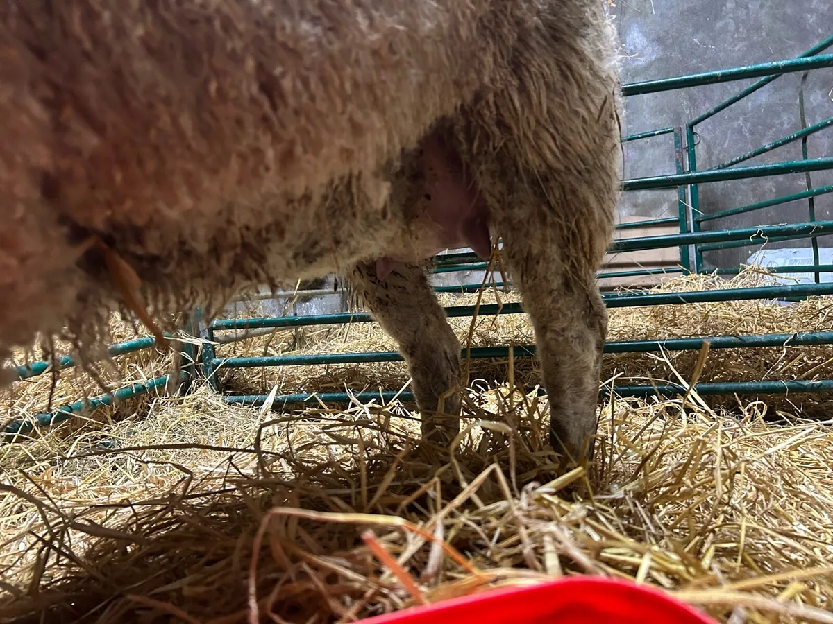 Foster ewe - Image 2