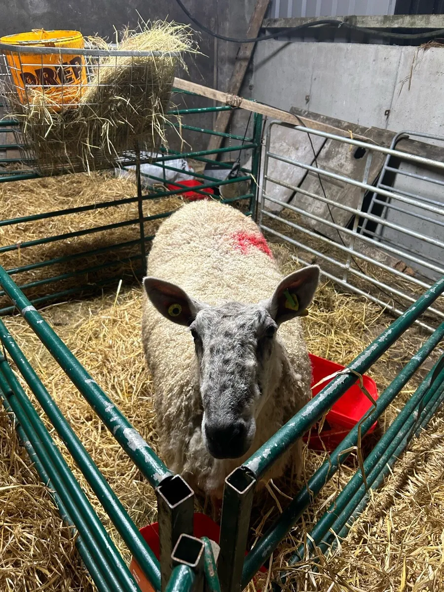 Foster ewe - Image 3