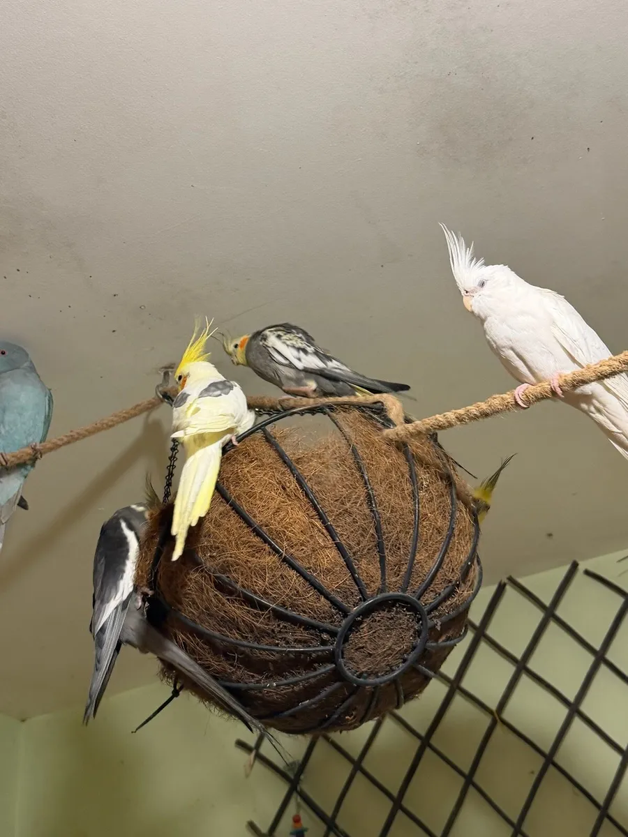 Male Cockatiel 10 months old - Image 3