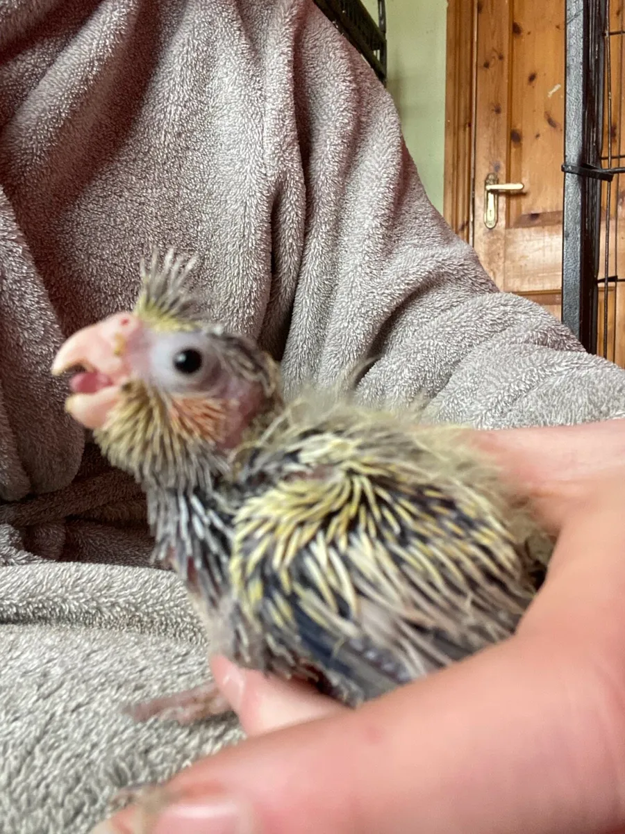 Male Cockatiel 10 months old - Image 1