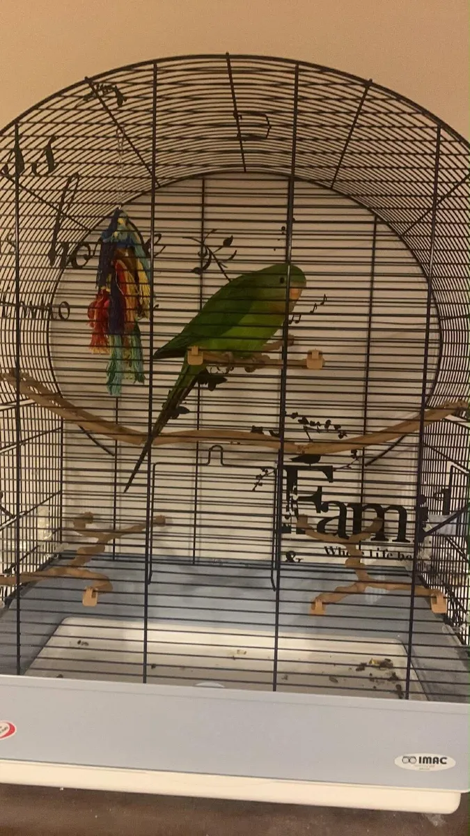 Parrot and cage - Image 1