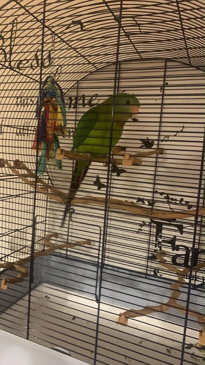 Parrot and cage - Image 2