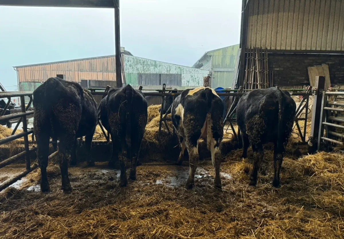 Heifers with calves at foot - Image 4