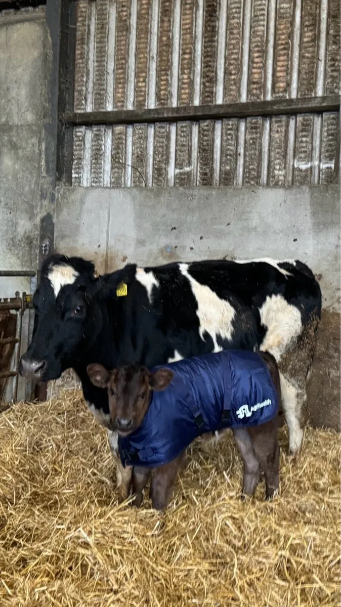 Heifers with calves at foot - Image 2