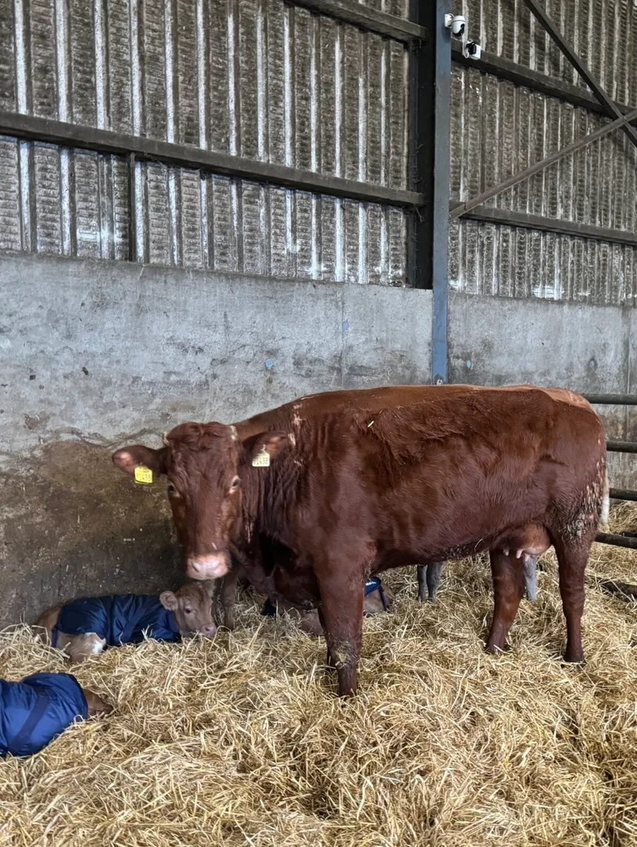 Heifers with calves at foot - Image 3