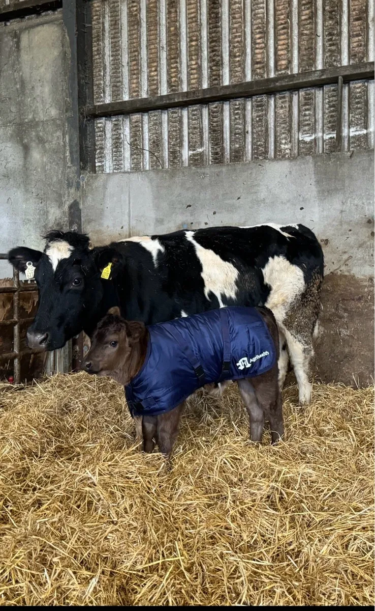 Heifers with calves at foot - Image 1