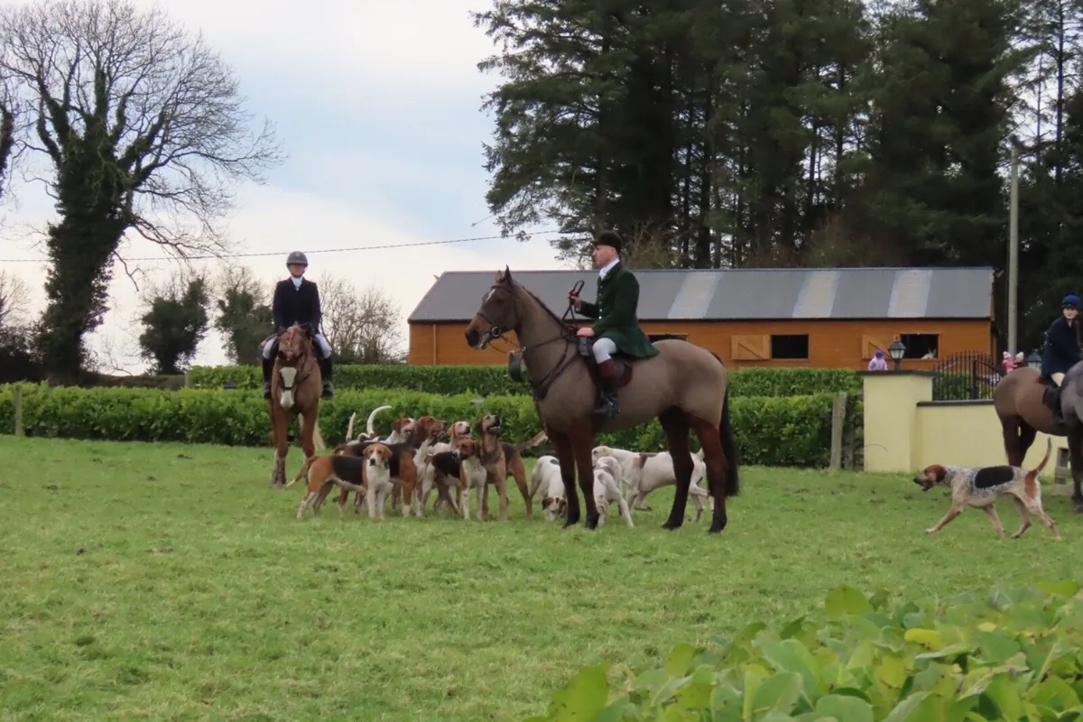 Top Hunter/alrounder - Image 1