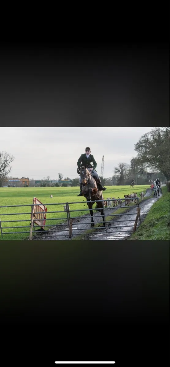 Top Hunter/alrounder - Image 4