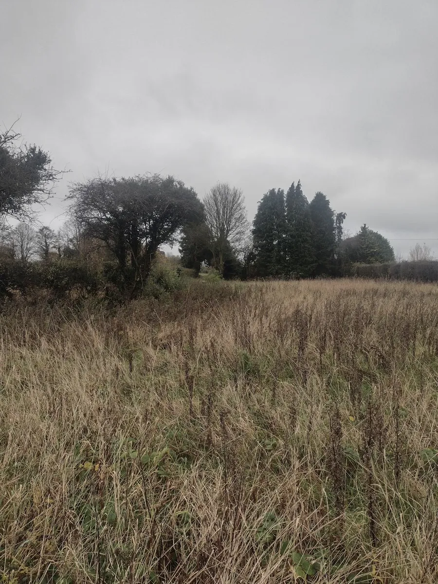 Approximately 25+ trees for sale for firewood - Image 1