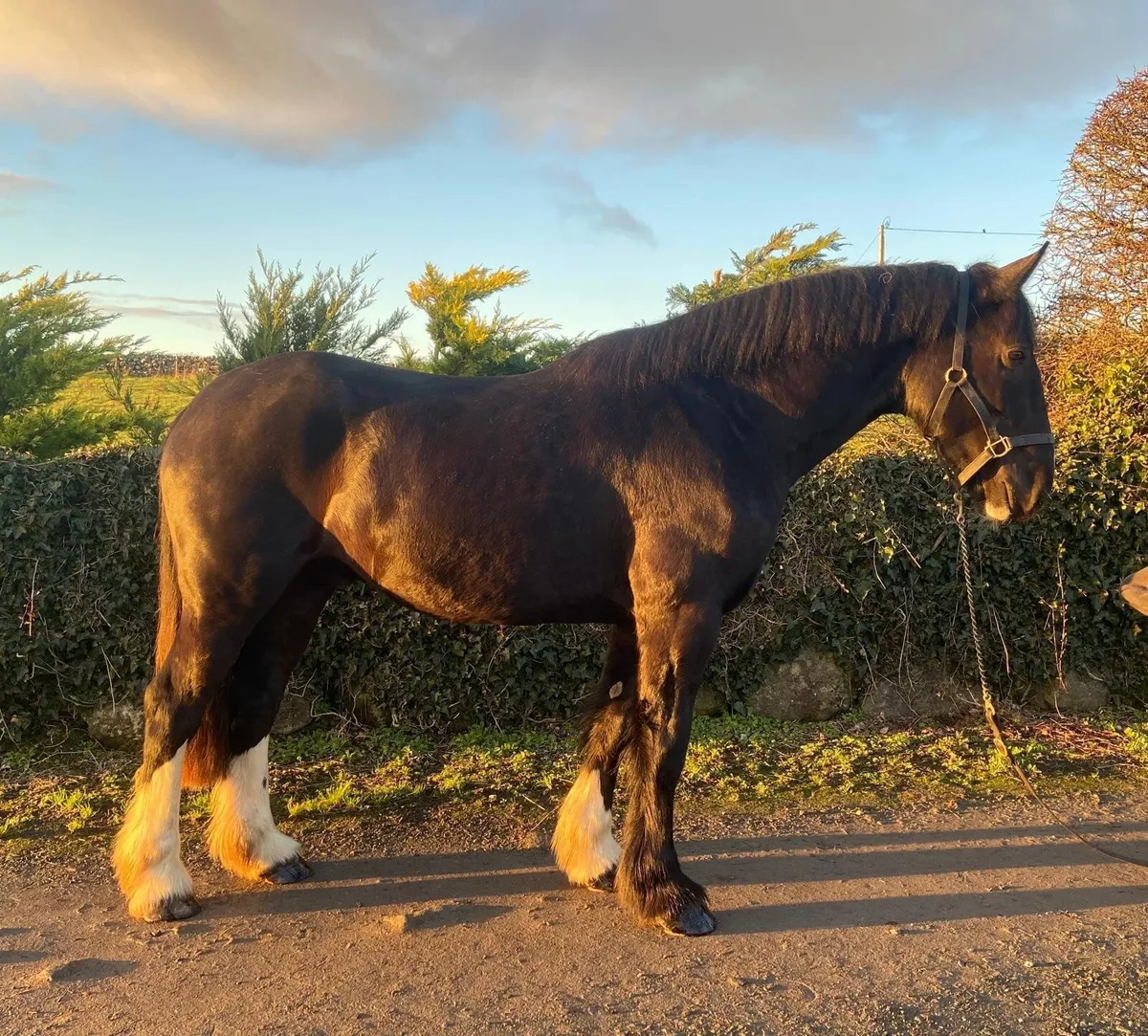 Lot 197 Clifden Sales Friday - Image 1