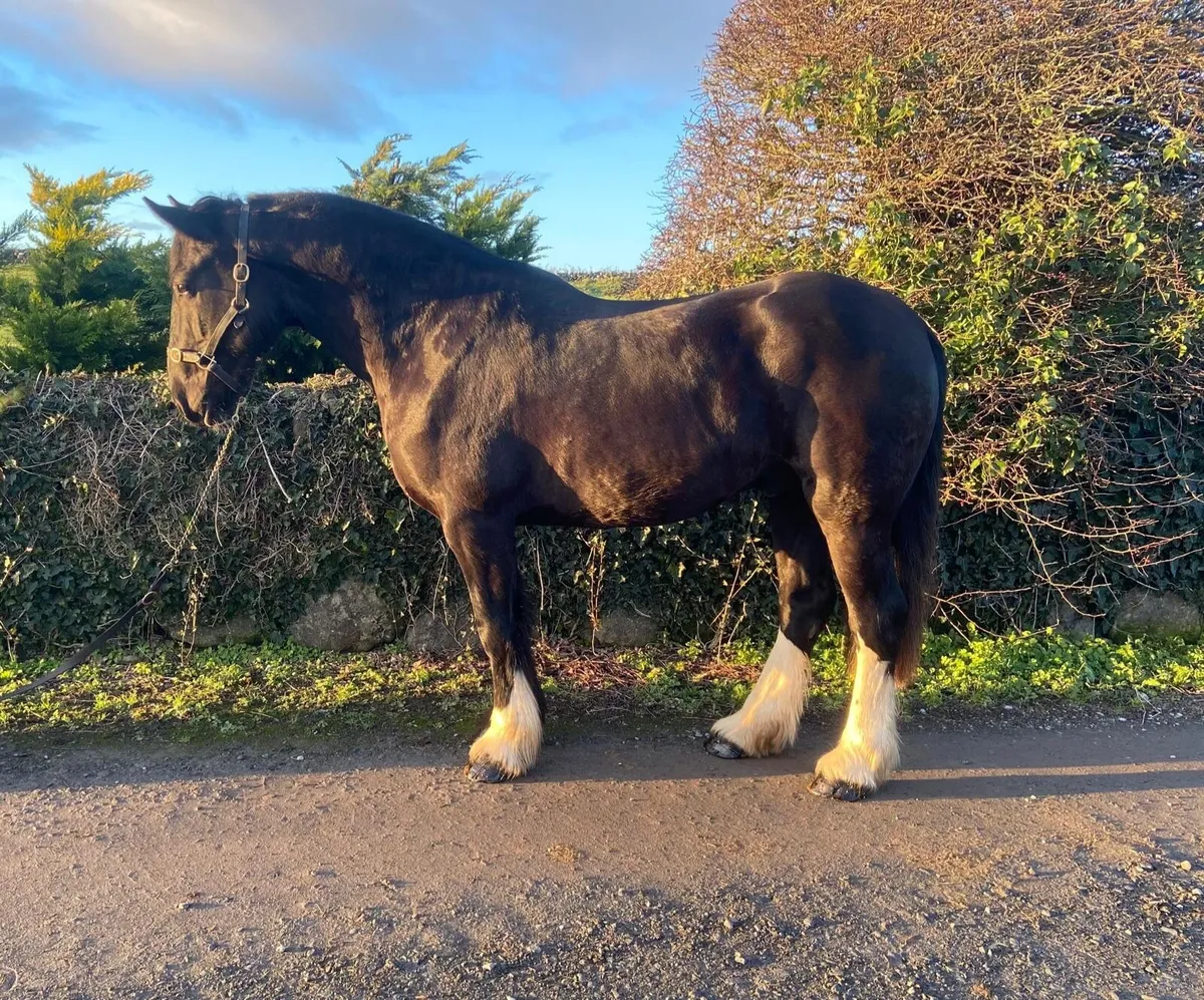 Lot 197 Clifden Sales Friday - Image 4