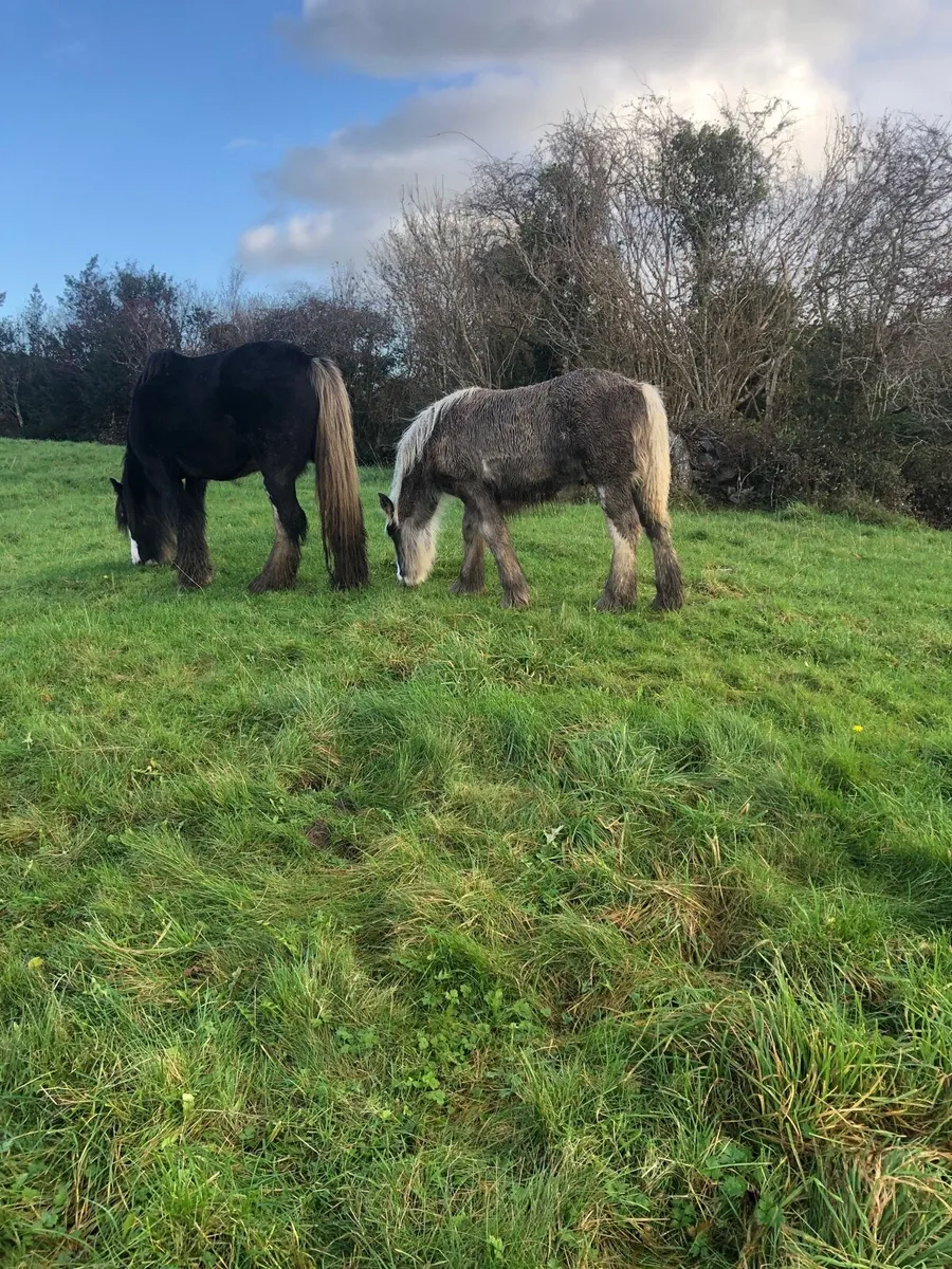 Colt foal, heavy traditional cob. - Image 1
