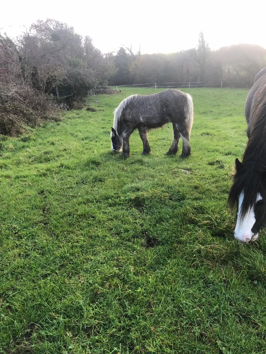 Colt foal, heavy traditional cob. - Image 2