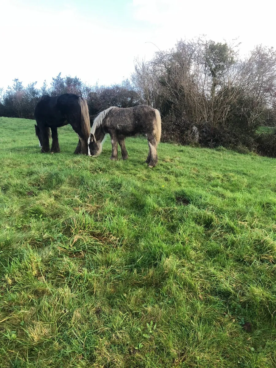 Colt foal, heavy traditional cob. - Image 3
