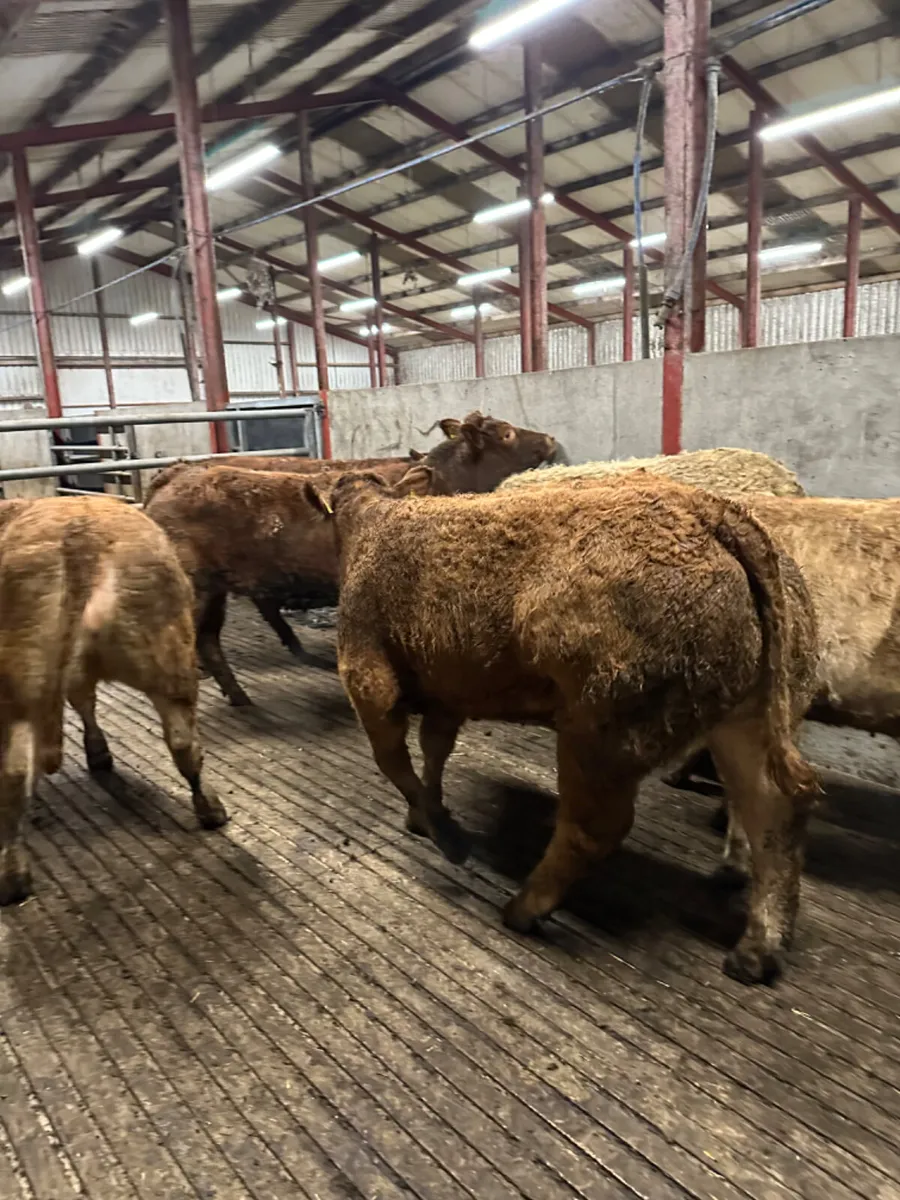 Lim and Charolais heifers - Image 4