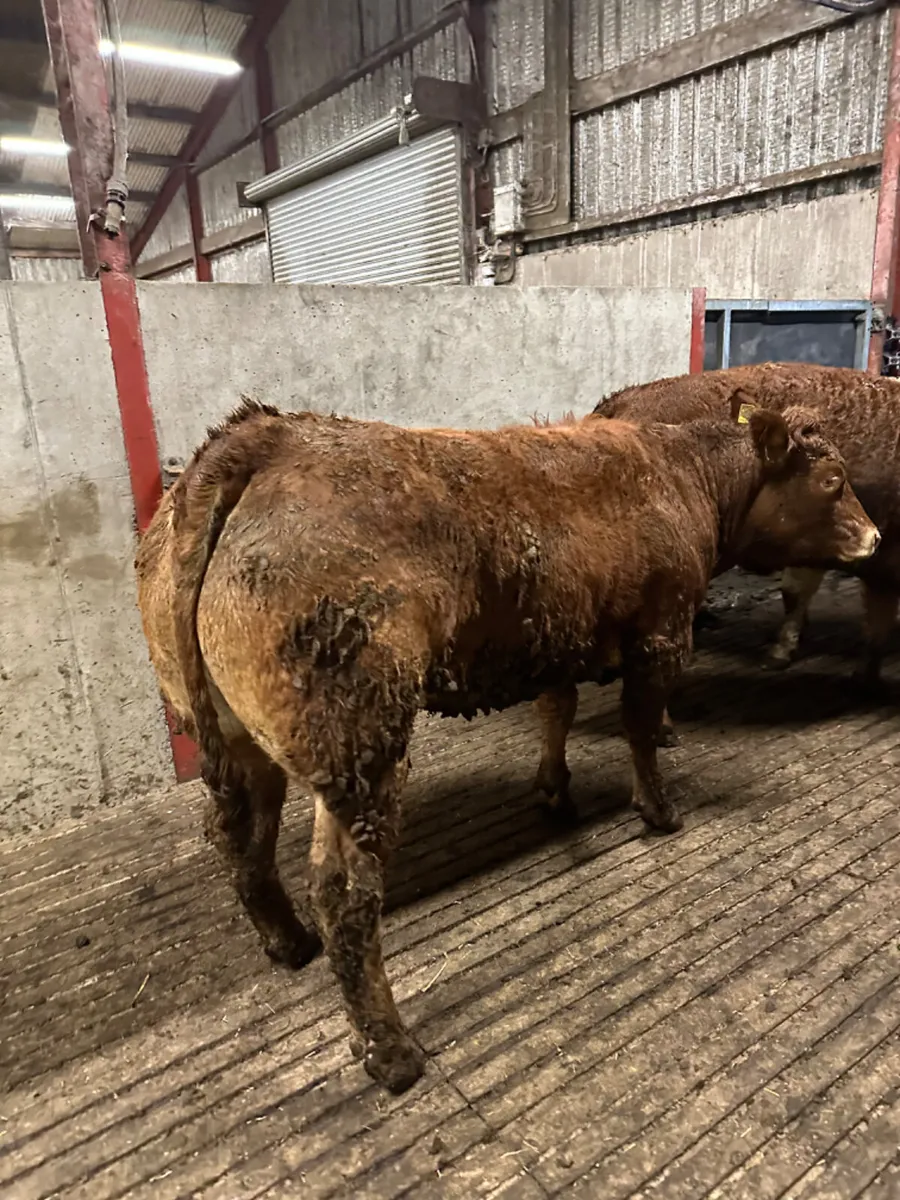 Lim and Charolais heifers - Image 1