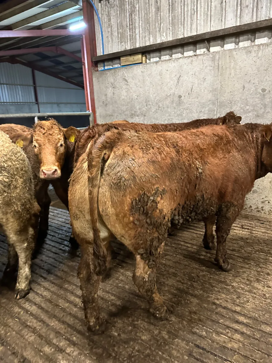 Lim and Charolais heifers - Image 3