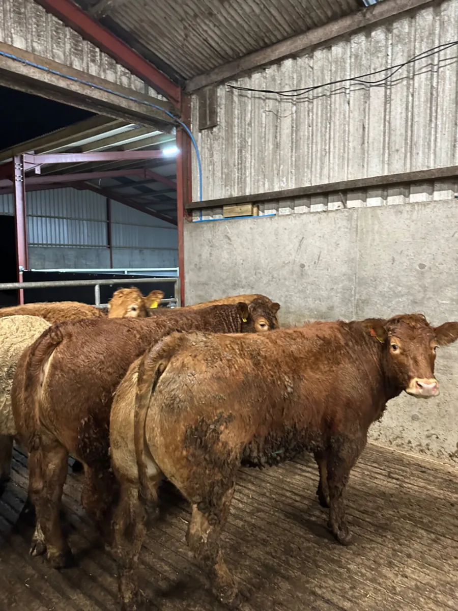 Lim and Charolais heifers - Image 2