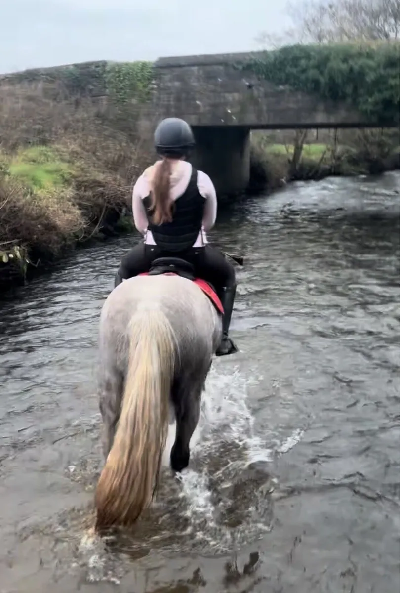 Beautiful Connemara 14.2 can jump (Dexter Pondi) - Image 2