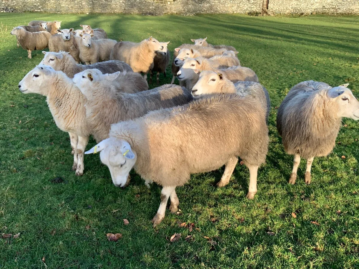 For Sale Pedigree Registered Lleyn Ewe Lambs - Image 1