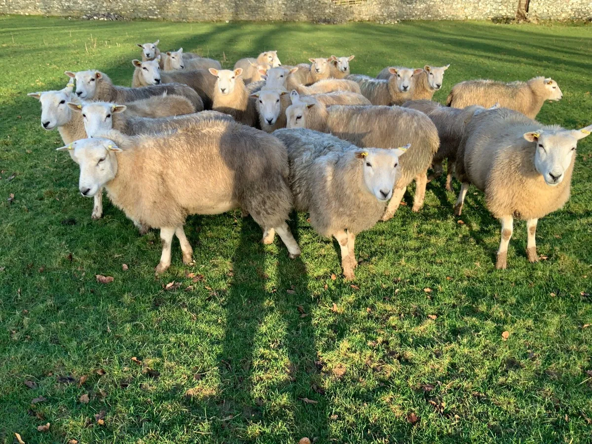 For Sale Pedigree Registered Lleyn Ewe Lambs - Image 2