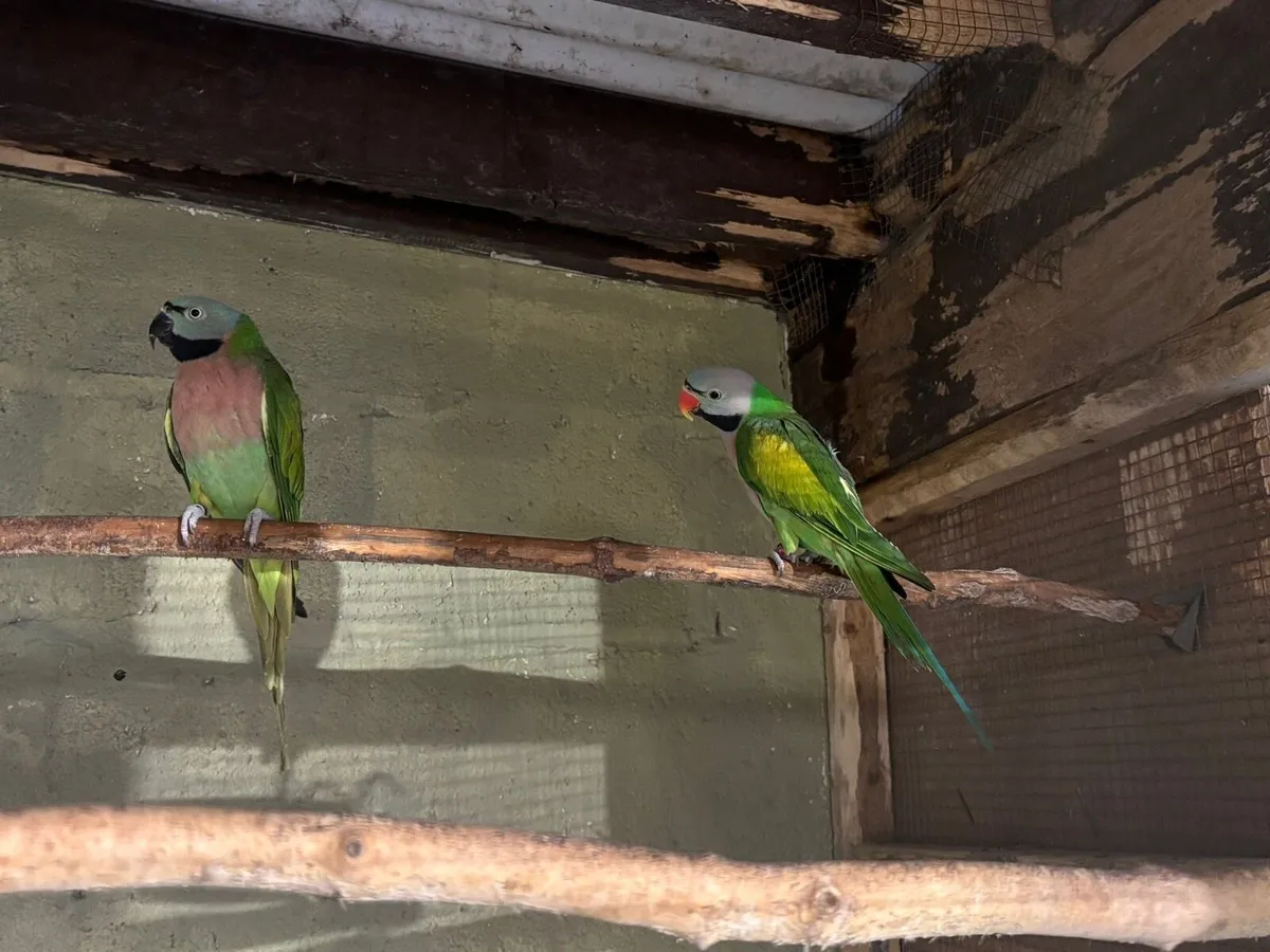 Moustache Parakeet Pair - Image 1
