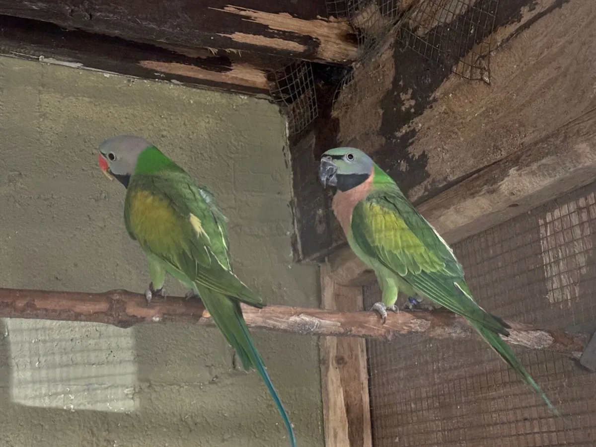 Moustache Parakeet Pair - Image 2