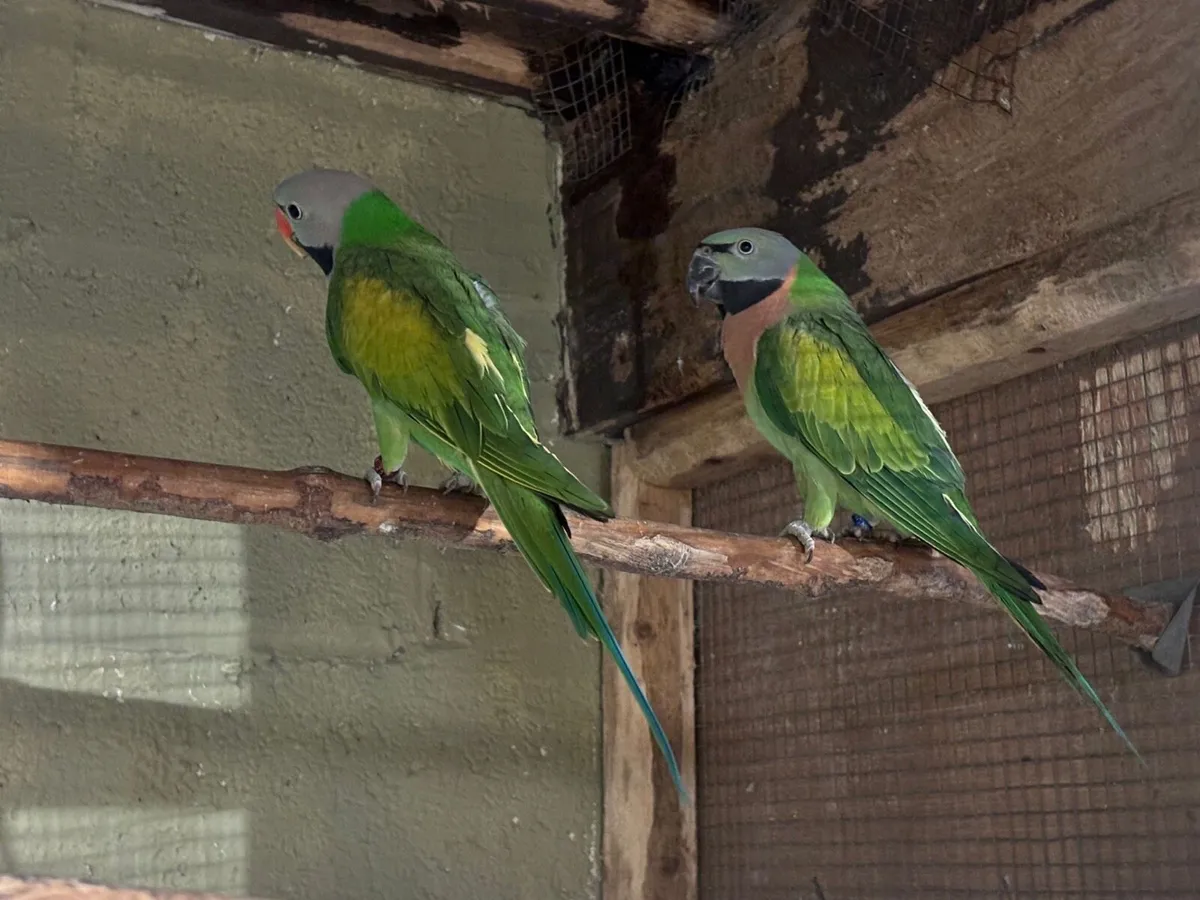 Moustache Parakeet Pair - Image 3