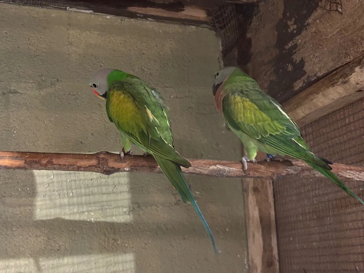 Moustache Parakeet Pair - Image 4