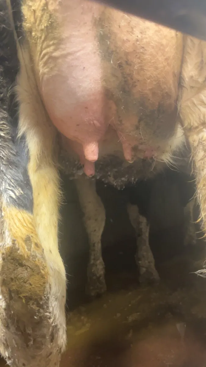 2 3 spin calved heifers - Image 2