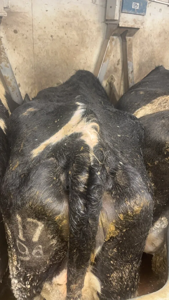 2 3 spin calved heifers - Image 3