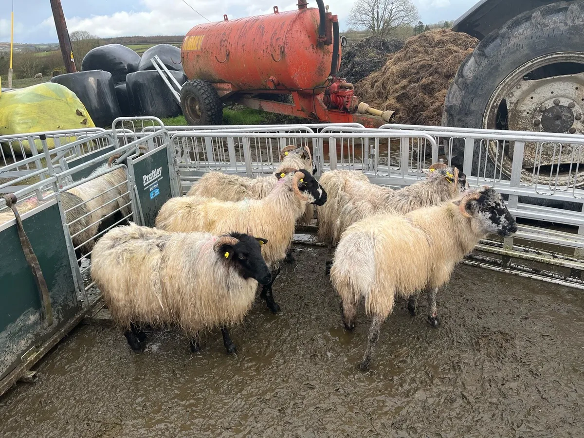 2 year old ewes - Image 1