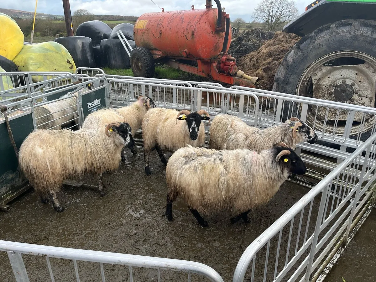 2 year old ewes - Image 2