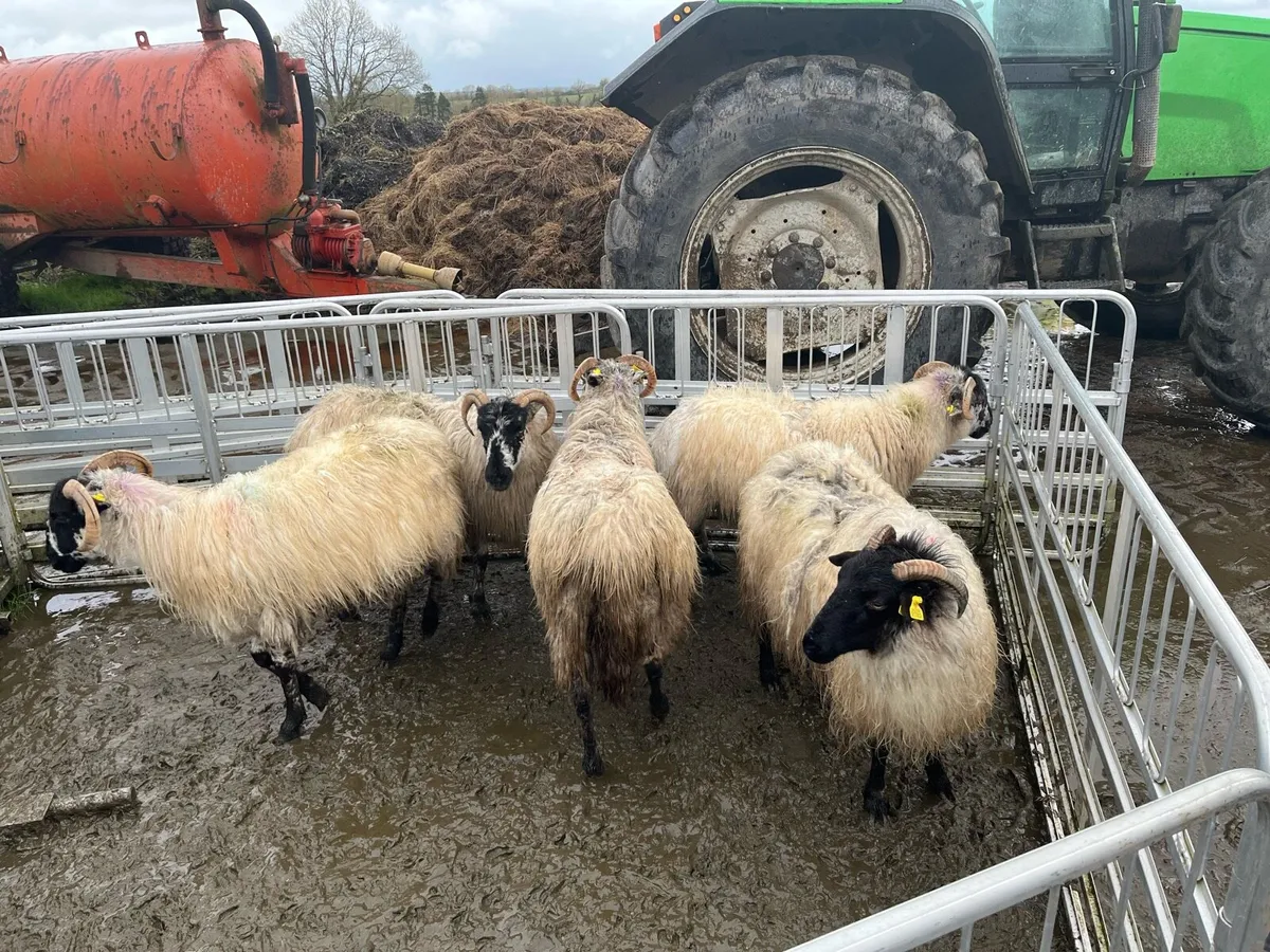 2 year old ewes - Image 3