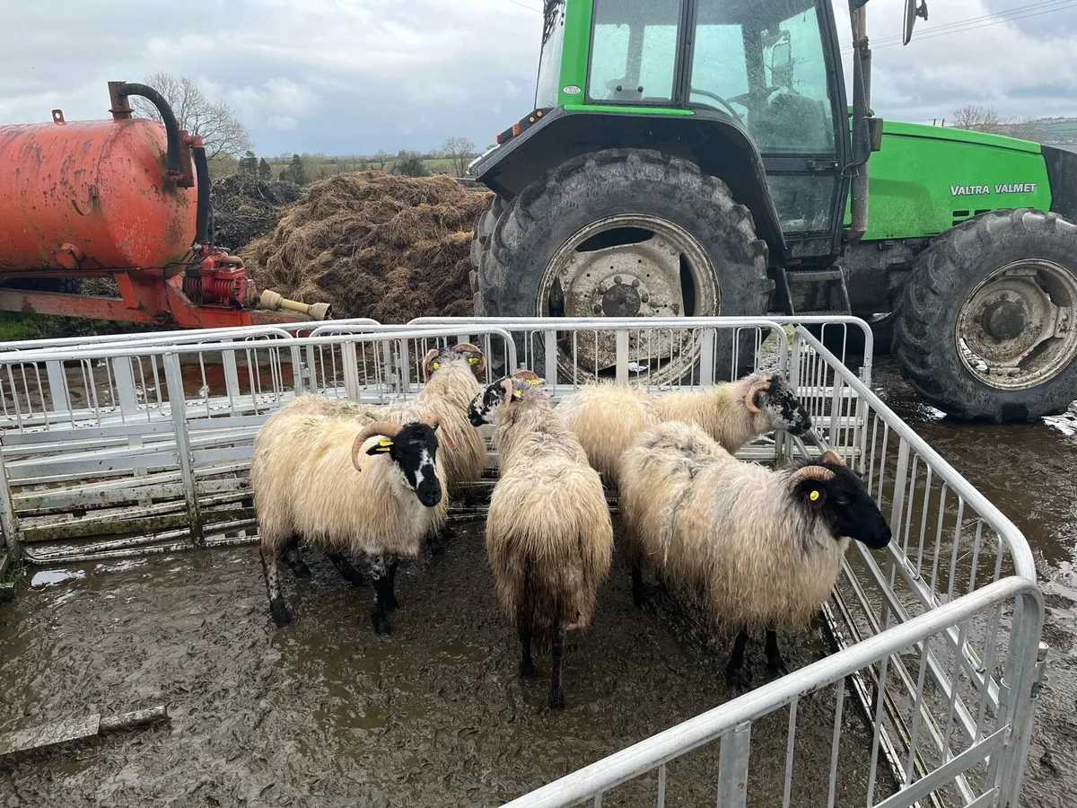 2 year old ewes - Image 4