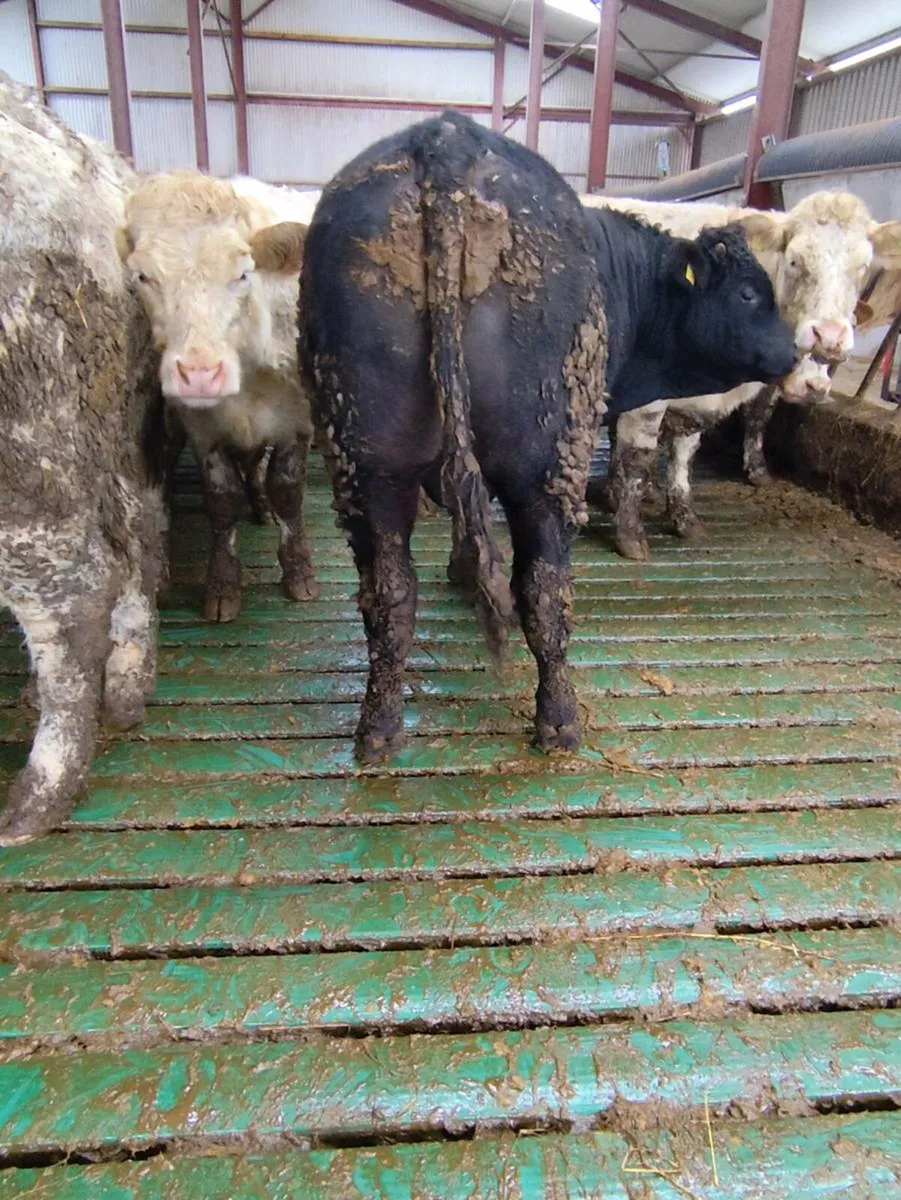 Vasectomised Teaser bull - Image 2