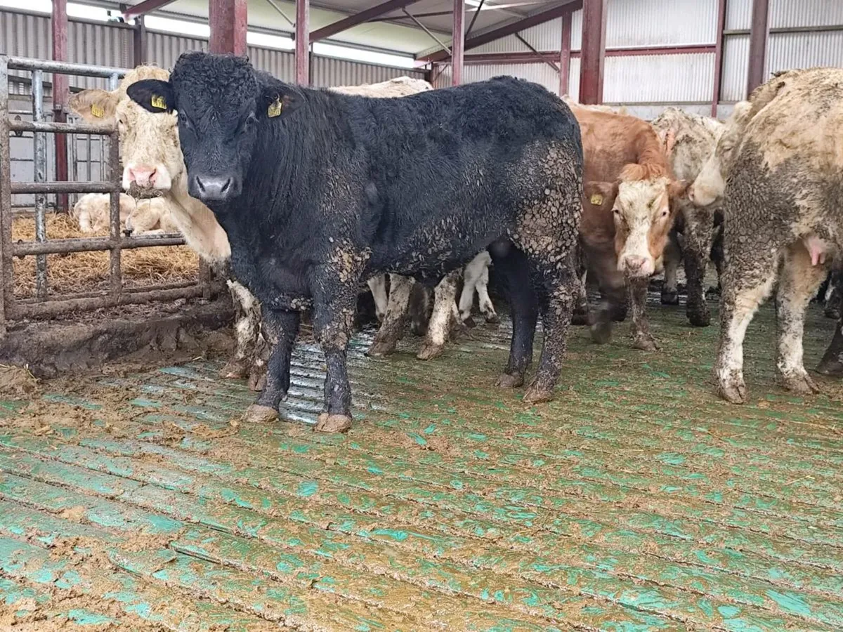 Vasectomised Teaser bull - Image 1