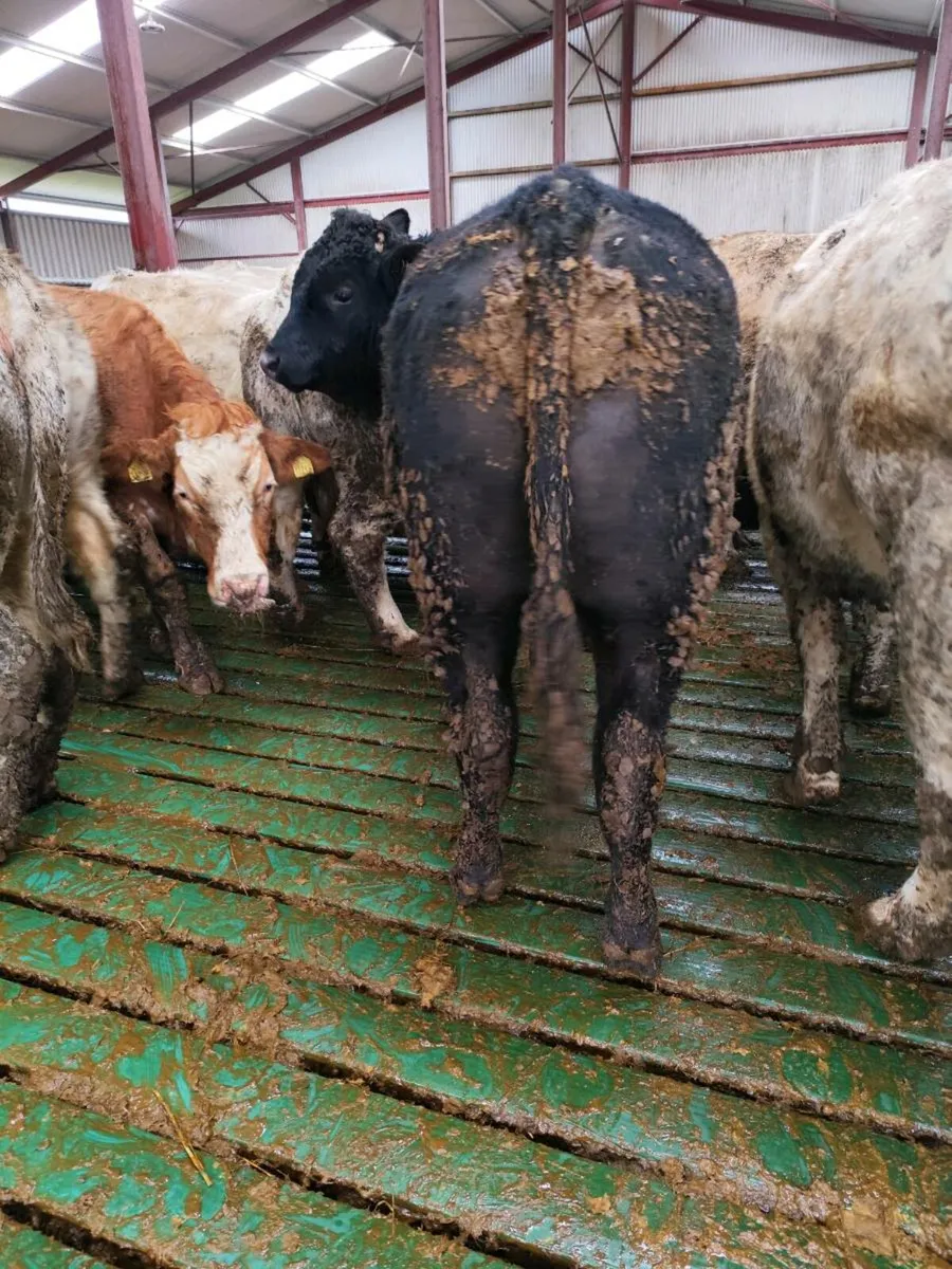 Vasectomised Teaser bull - Image 3