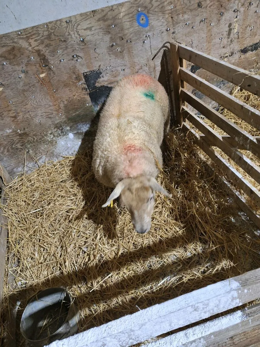 Hogget foster ewe - Image 1