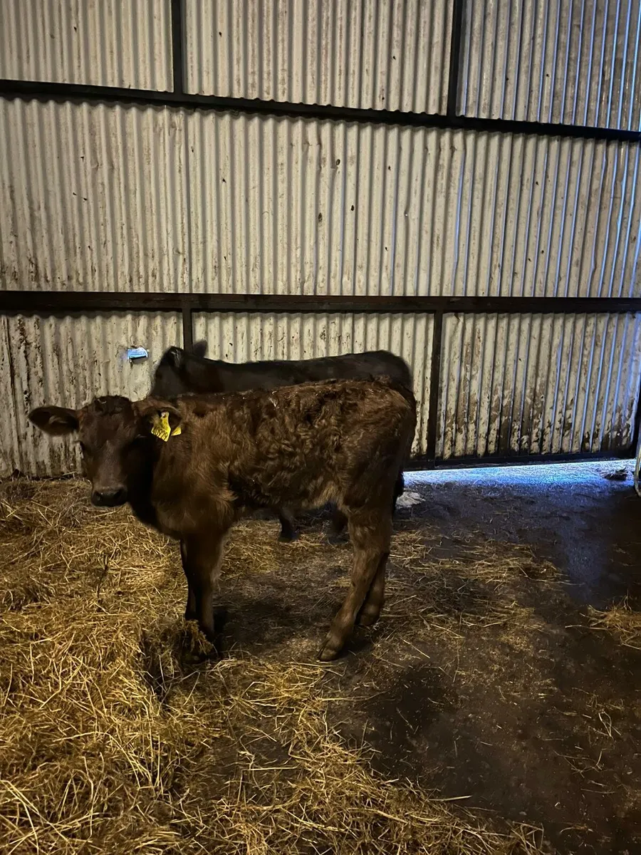 Limousine heifer calves - Image 2