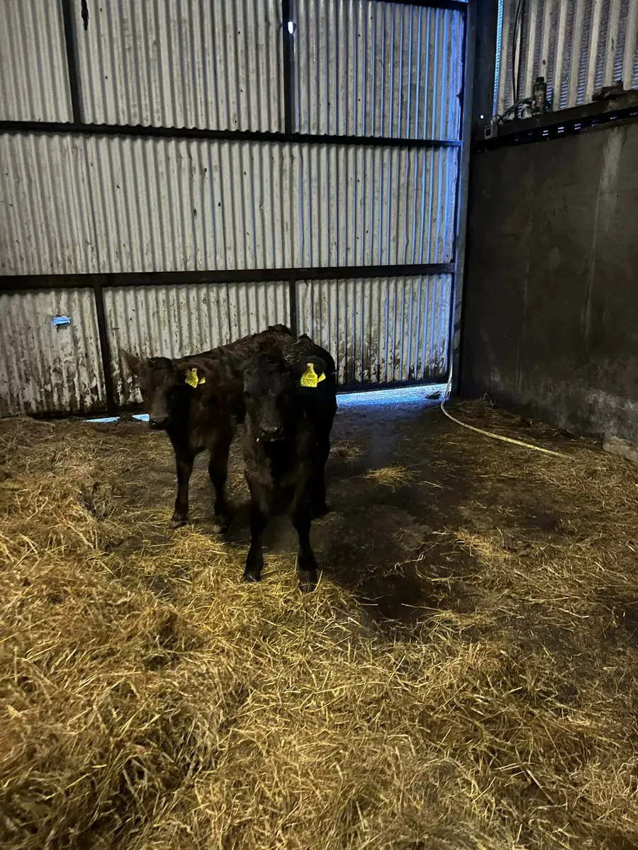 Limousine heifer calves - Image 3