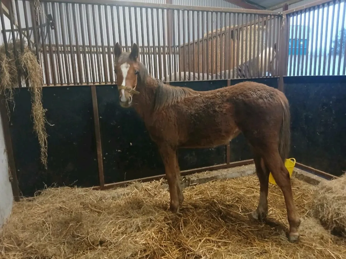 Chestnut Yearling - Image 1