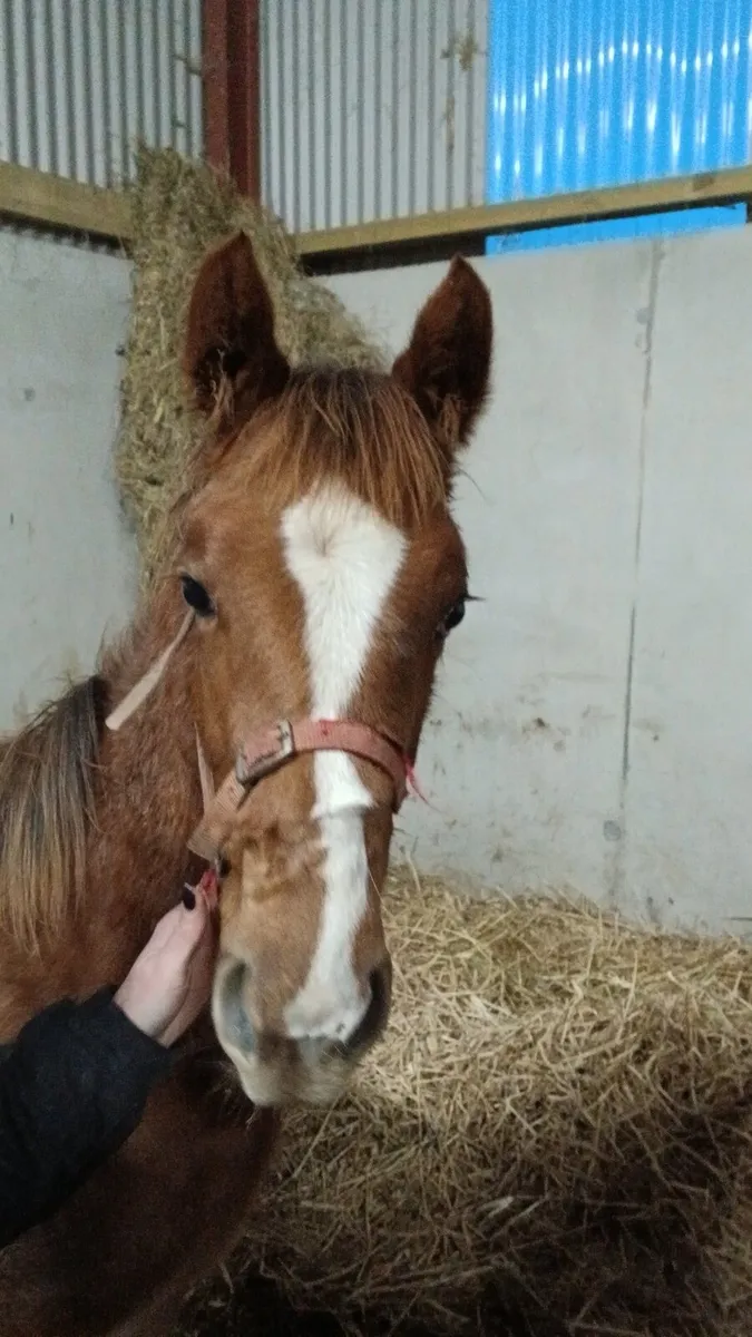 Chestnut Yearling - Image 2