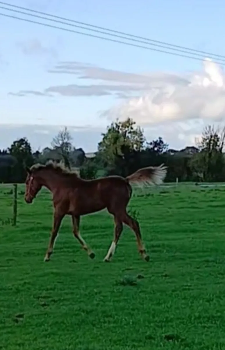 Chestnut Yearling - Image 3