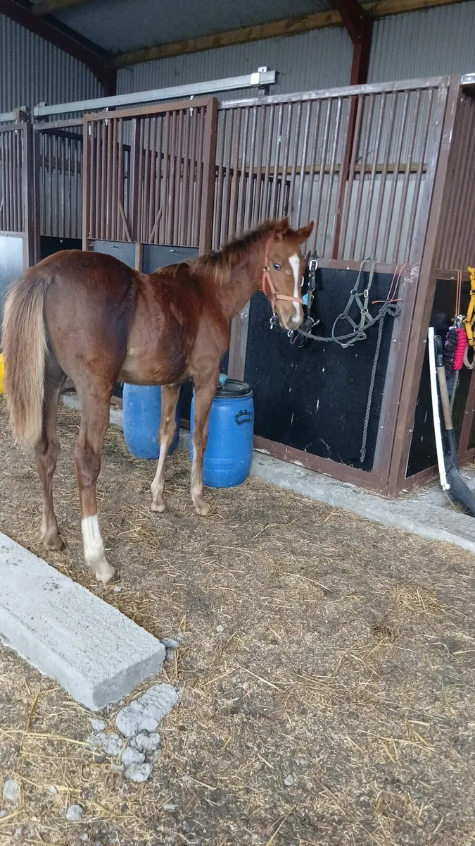 Chestnut Yearling - Image 4
