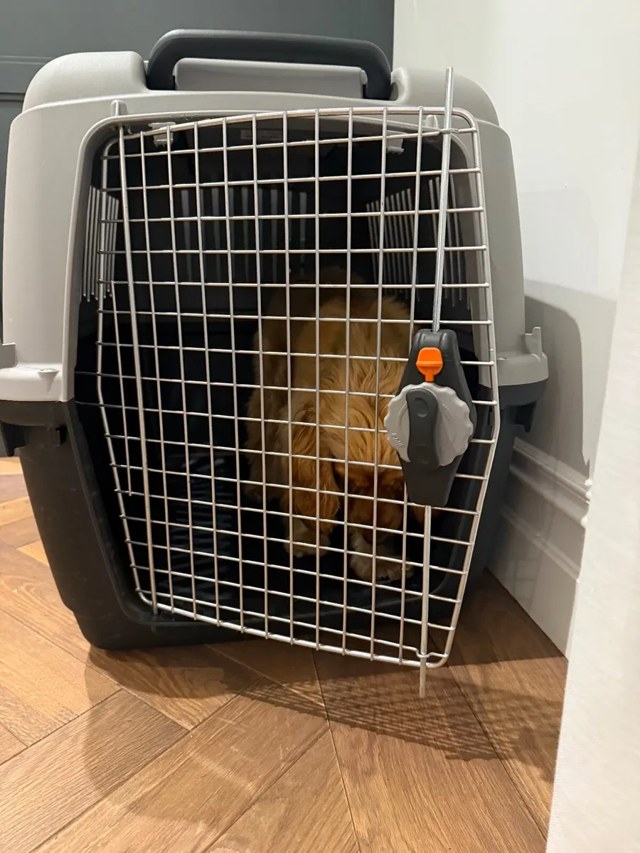 Certified IATA Transport crate - Image 4