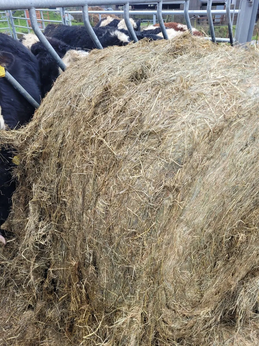 Silage - Image 2