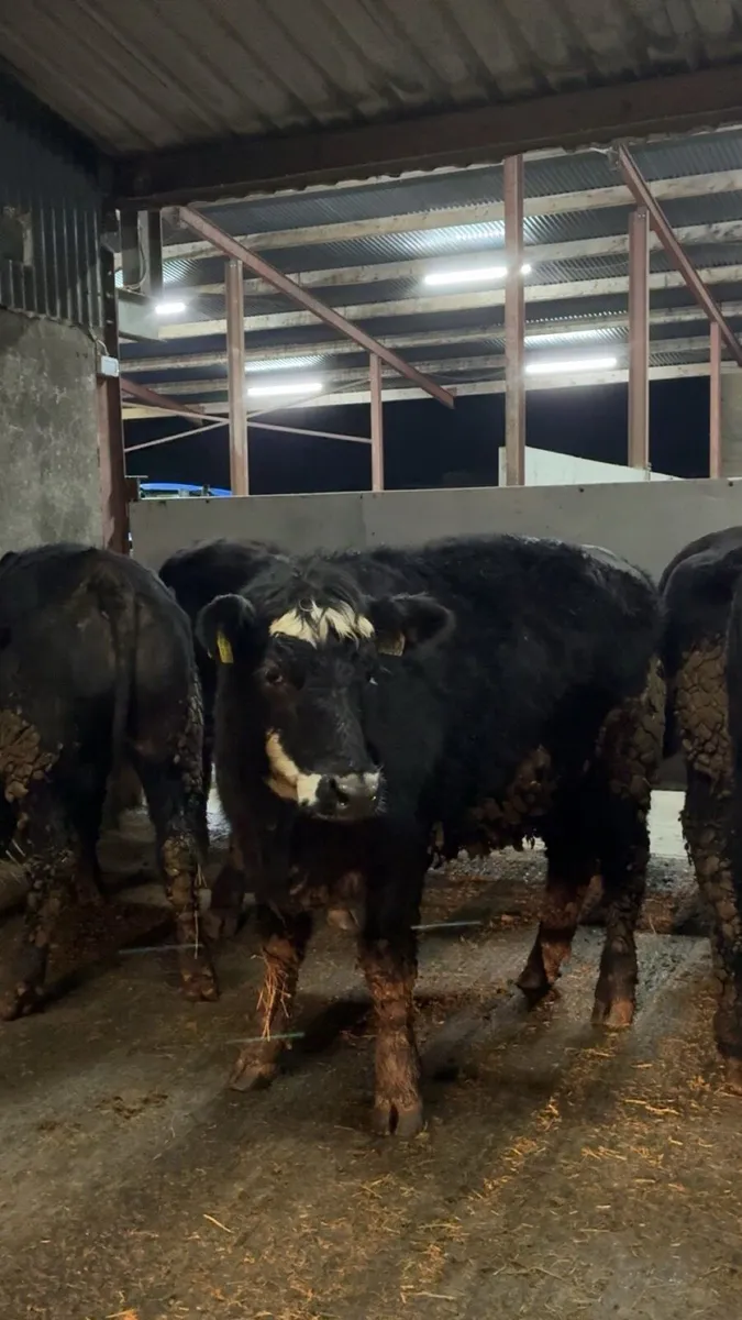 R grade suckler bred Angus heifers - Image 1