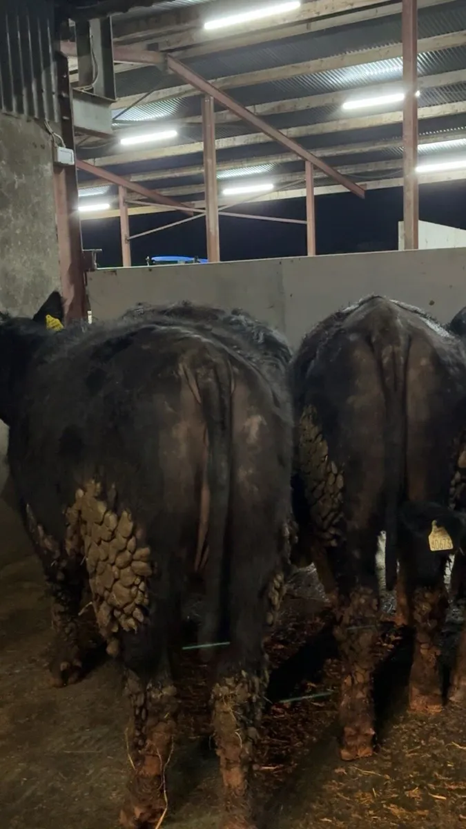 R grade suckler bred Angus heifers - Image 2