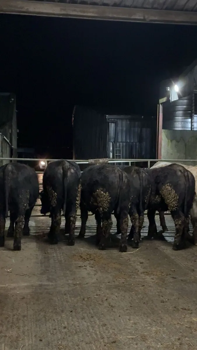 R grade suckler bred Angus heifers - Image 3